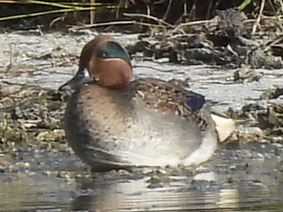 Green-winged Teal - ML613369407