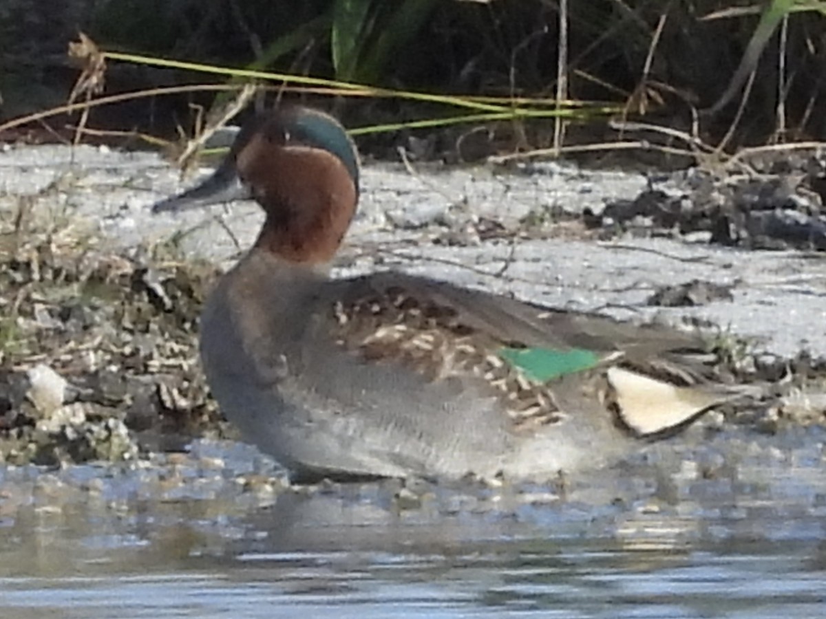 Green-winged Teal - ML613369408