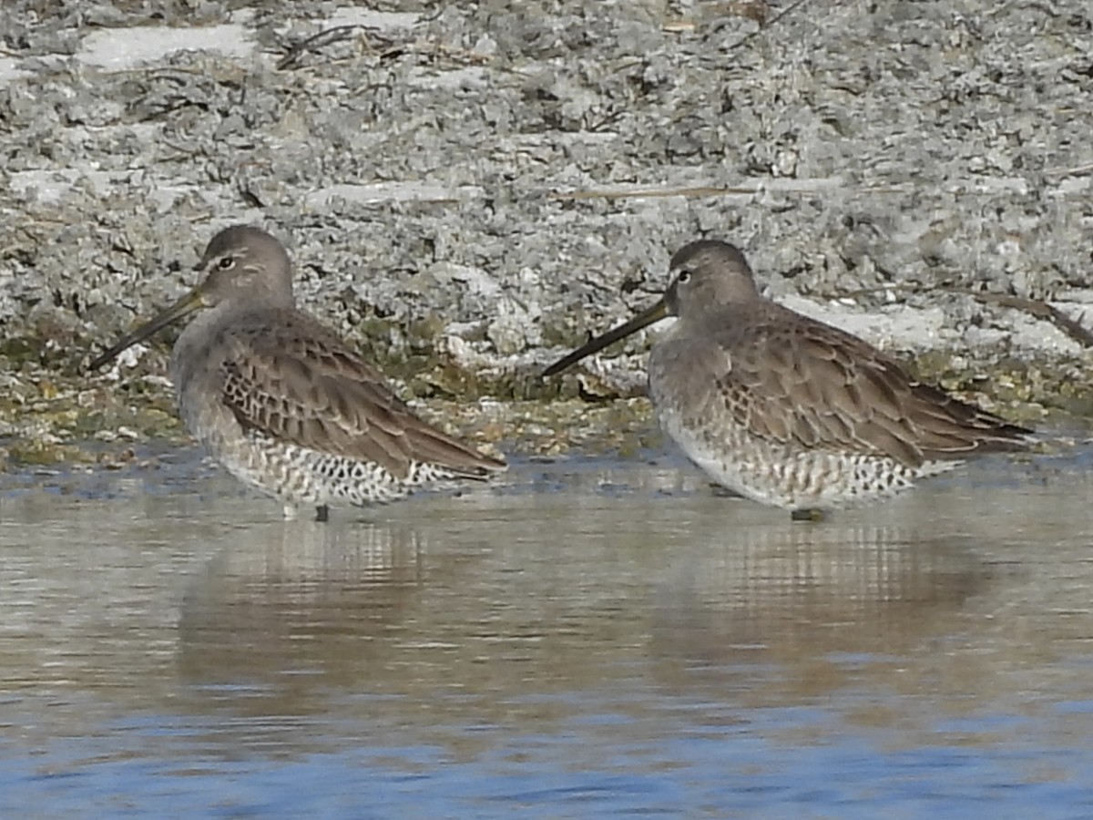 Long-billed Dowitcher - ML613369422