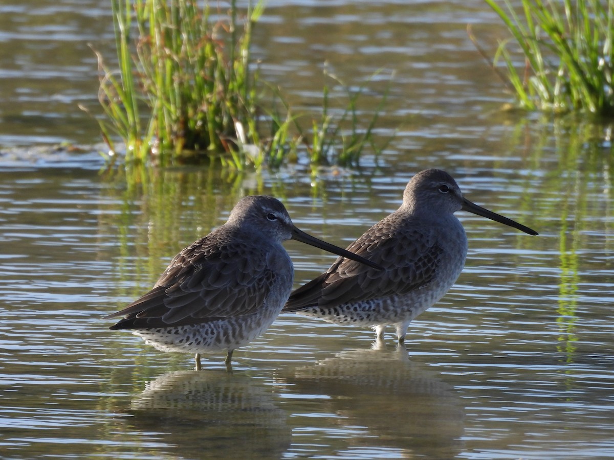 Long-billed Dowitcher - ML613369423