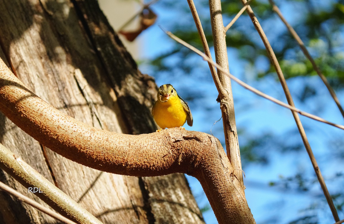 Golden-crowned Warbler - Raul Delgado