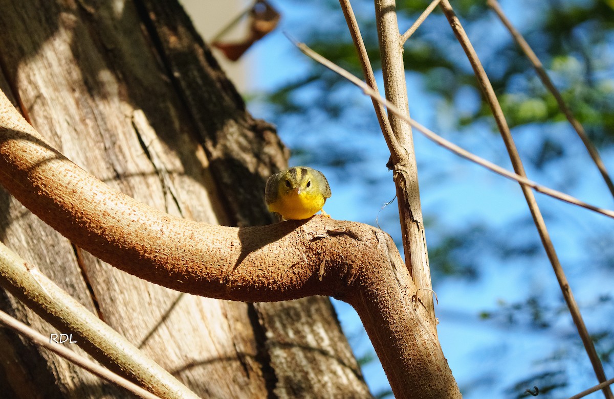 Golden-crowned Warbler - ML613369554