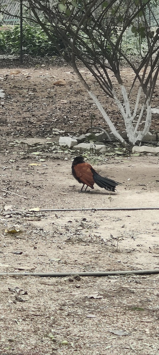 Greater Coucal - ML613369665