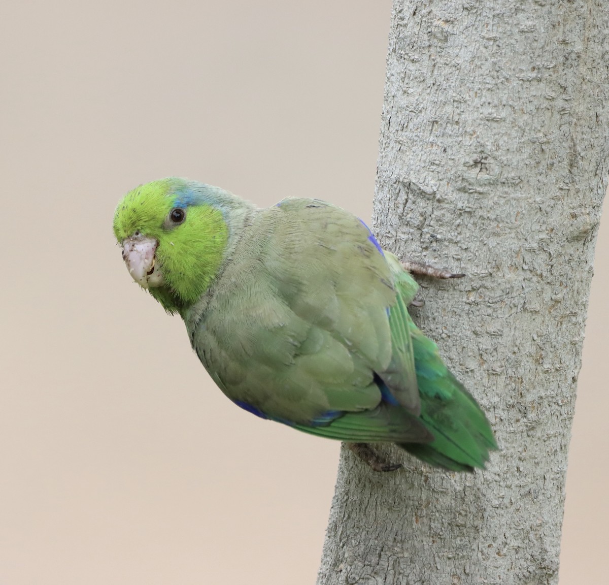 papoušíček šedokřídlý - ML613369710