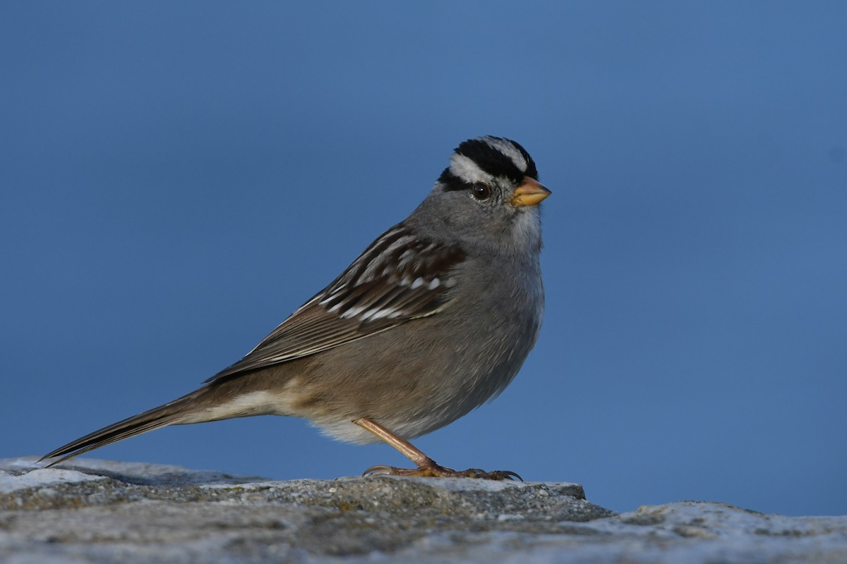 White-crowned Sparrow (pugetensis) - ML613369998