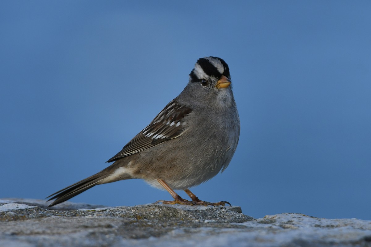 White-crowned Sparrow (pugetensis) - ML613369999