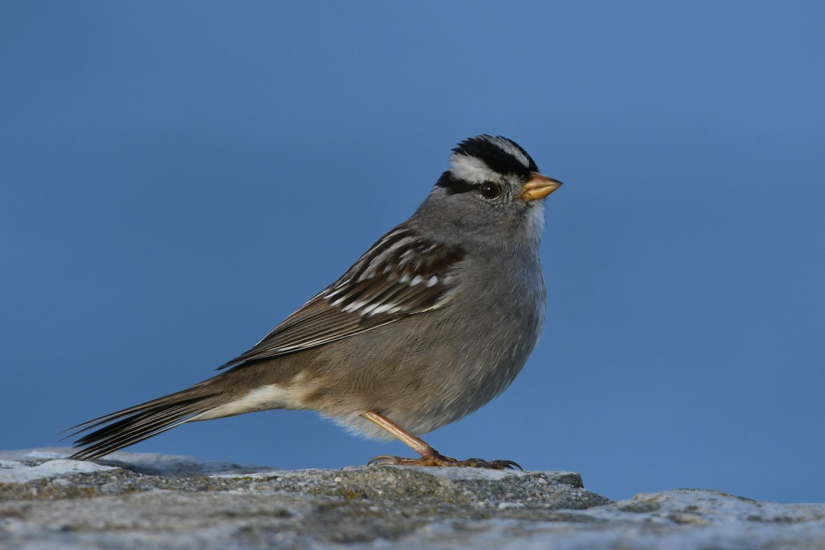 White-crowned Sparrow (pugetensis) - Julien Amsellem