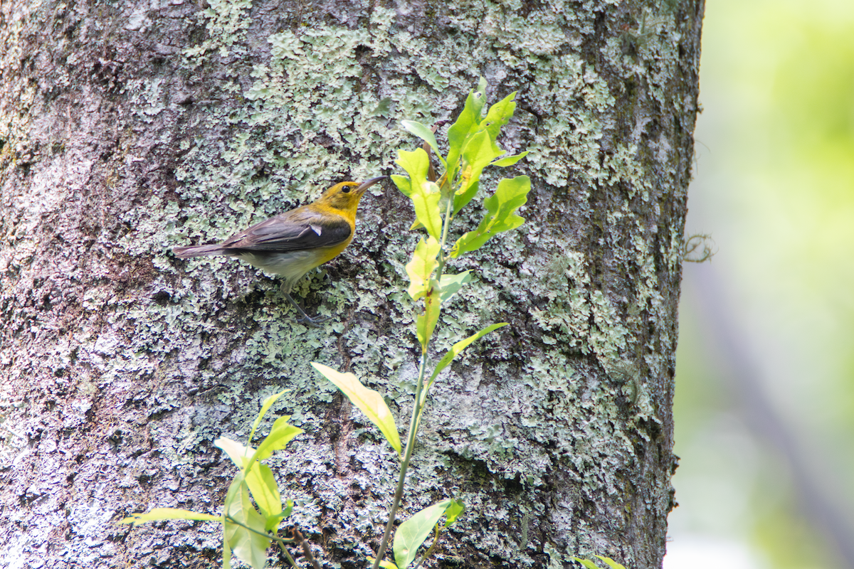 Prothonotary Warbler - ML613370504