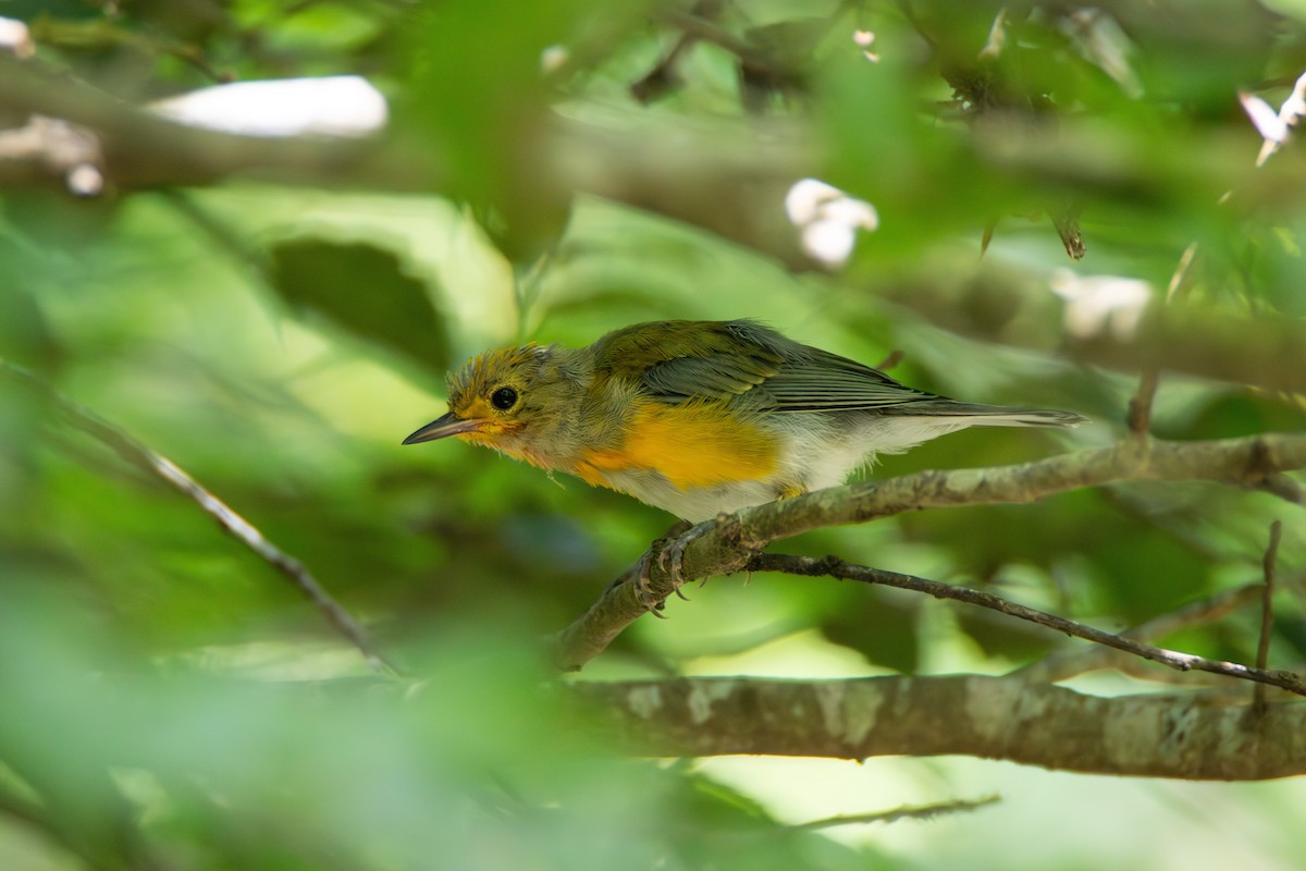 Prothonotary Warbler - ML613370518