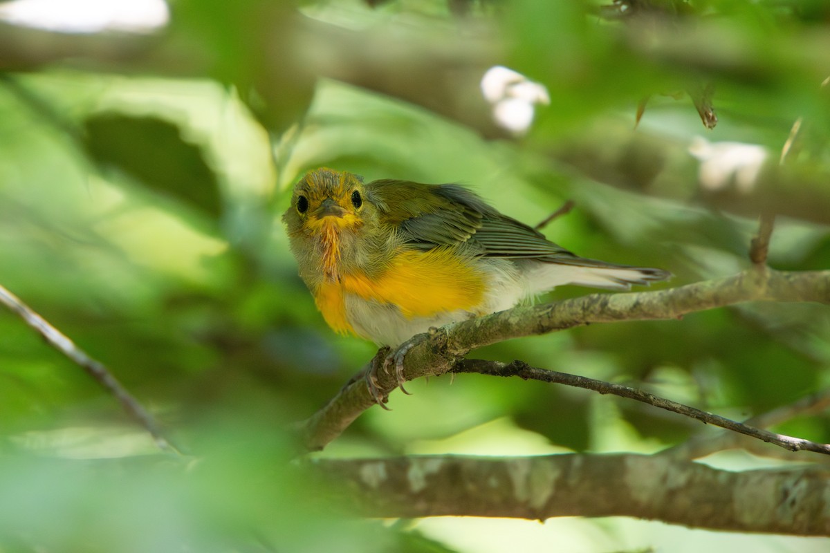 Prothonotary Warbler - ML613370533