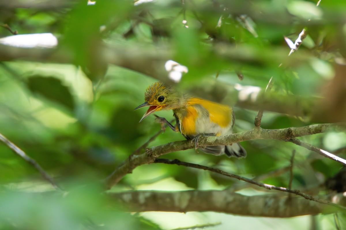Prothonotary Warbler - ML613370587