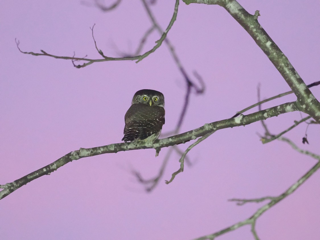 Eurasian Pygmy-Owl - ML613370607