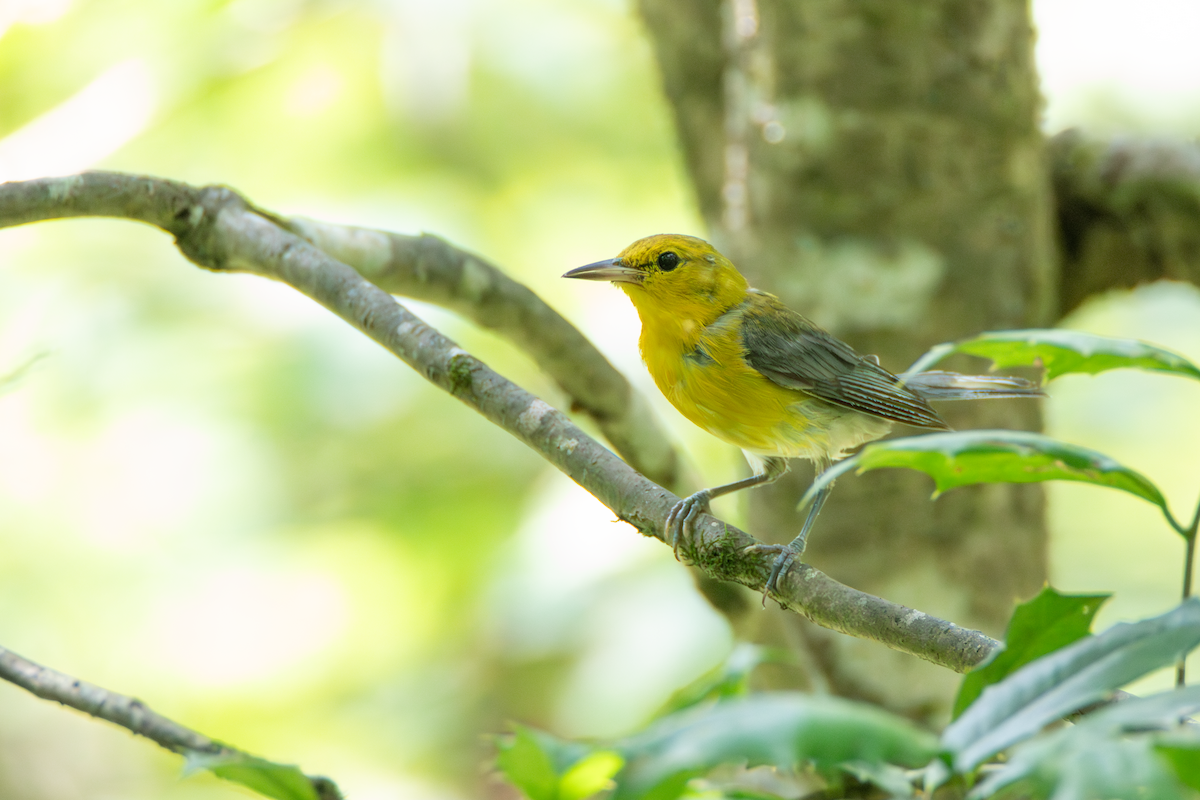 Prothonotary Warbler - ML613370686