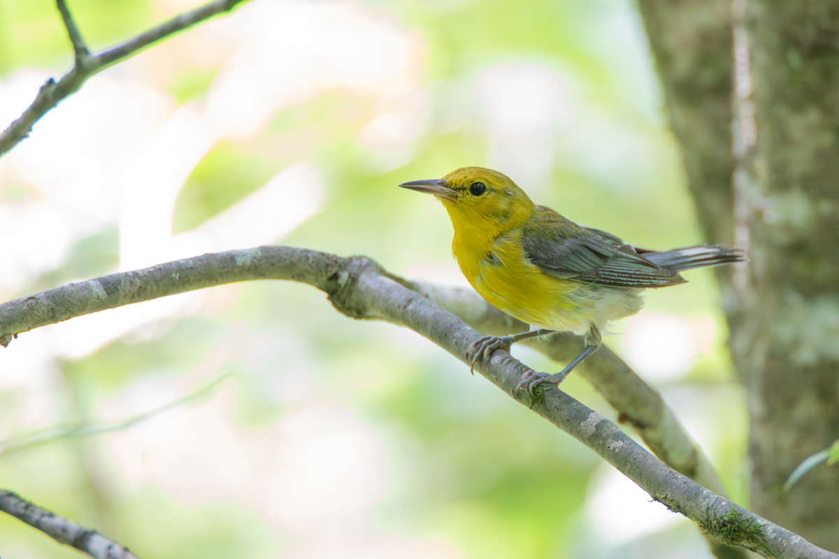 Prothonotary Warbler - ML613370823