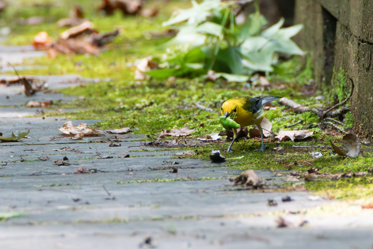 Prothonotary Warbler - ML613370874