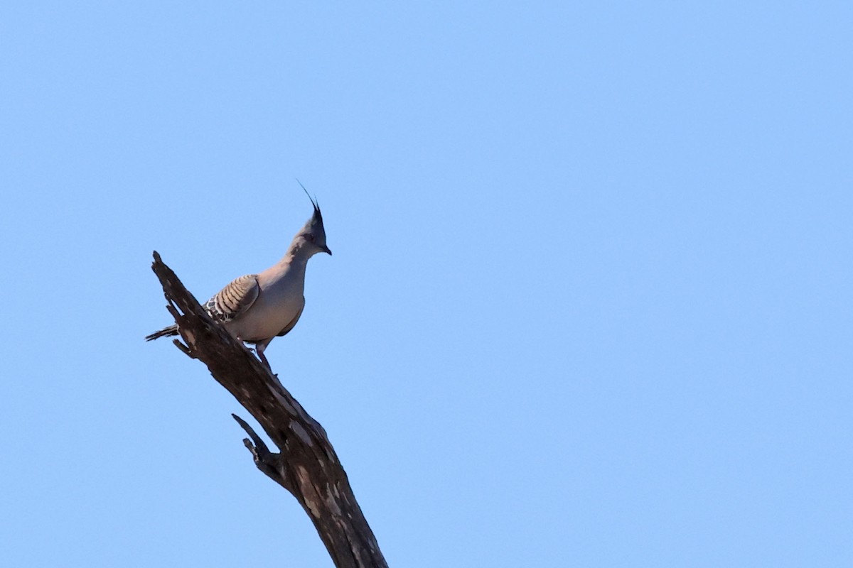 Crested Pigeon - ML613371004