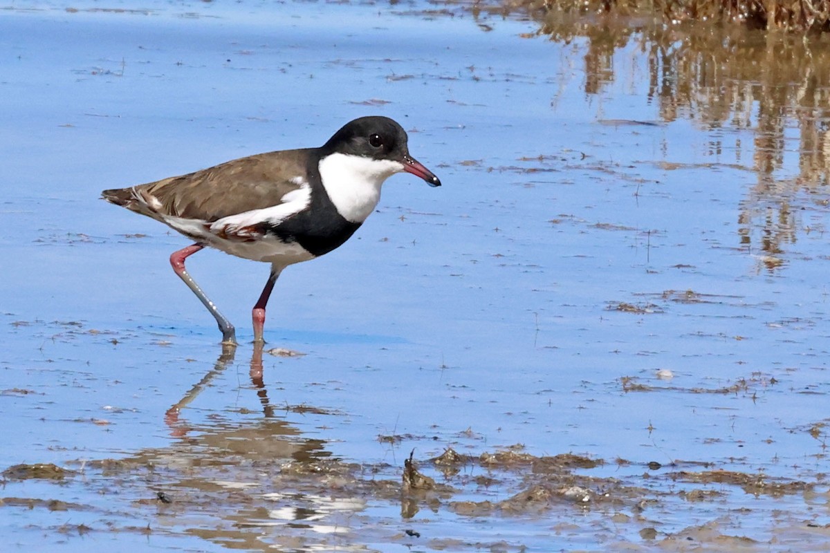 Red-kneed Dotterel - ML613371013