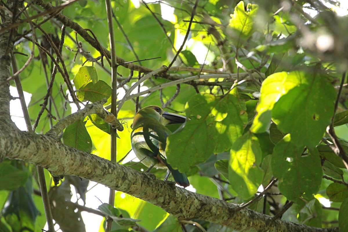 Northern Emerald-Toucanet (Wagler's) - ML613371238