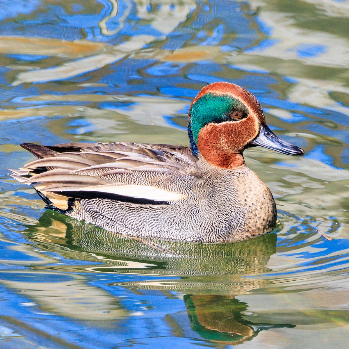 Green-winged Teal - ML613371357