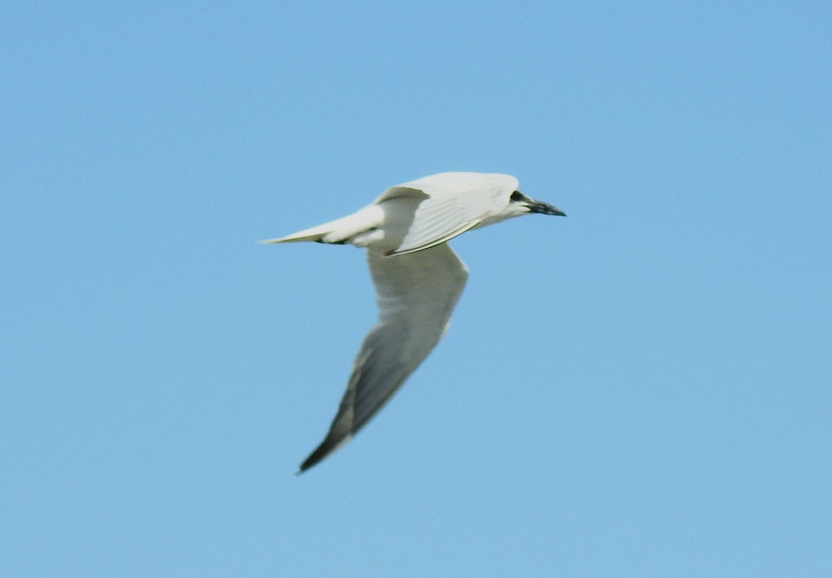 Australian Tern - Don Geddes