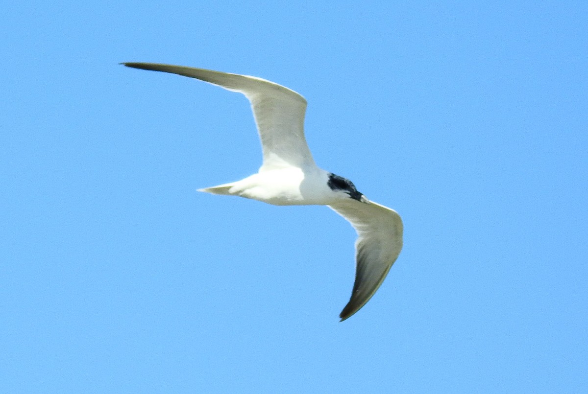 Australian Tern - ML613371610