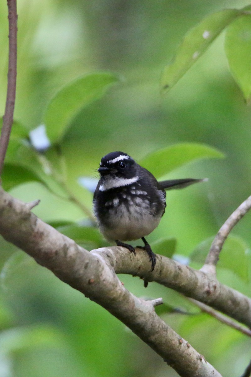 Spot-breasted Fantail - ML613371900