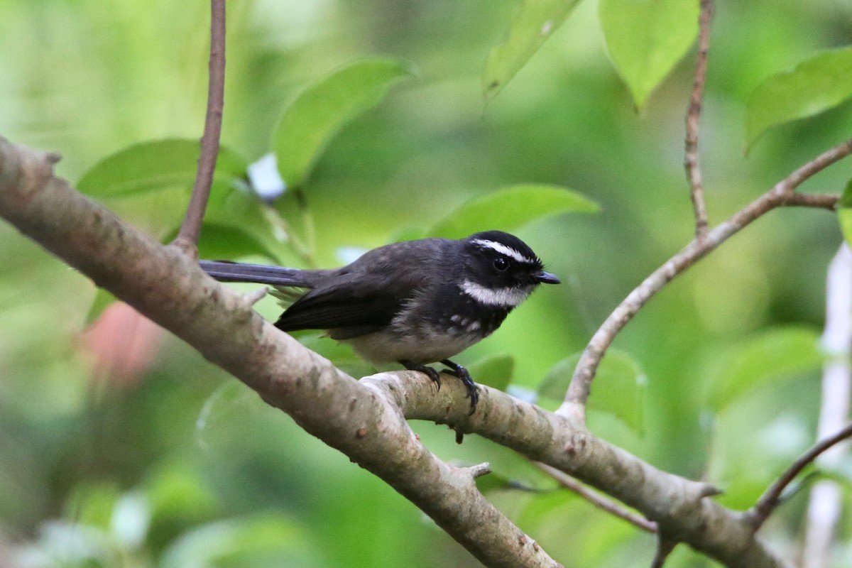 Spot-breasted Fantail - ML613371901