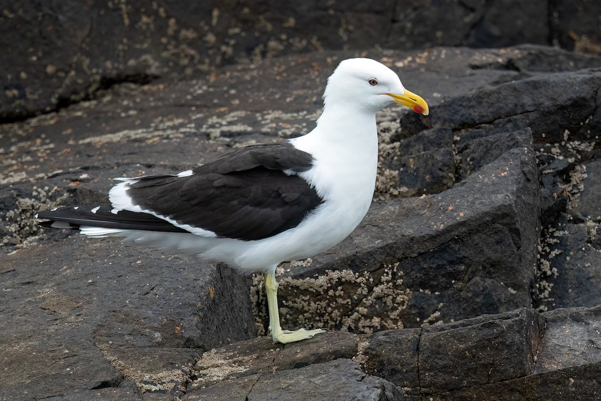 Kelp Gull (dominicanus) - ML613371957