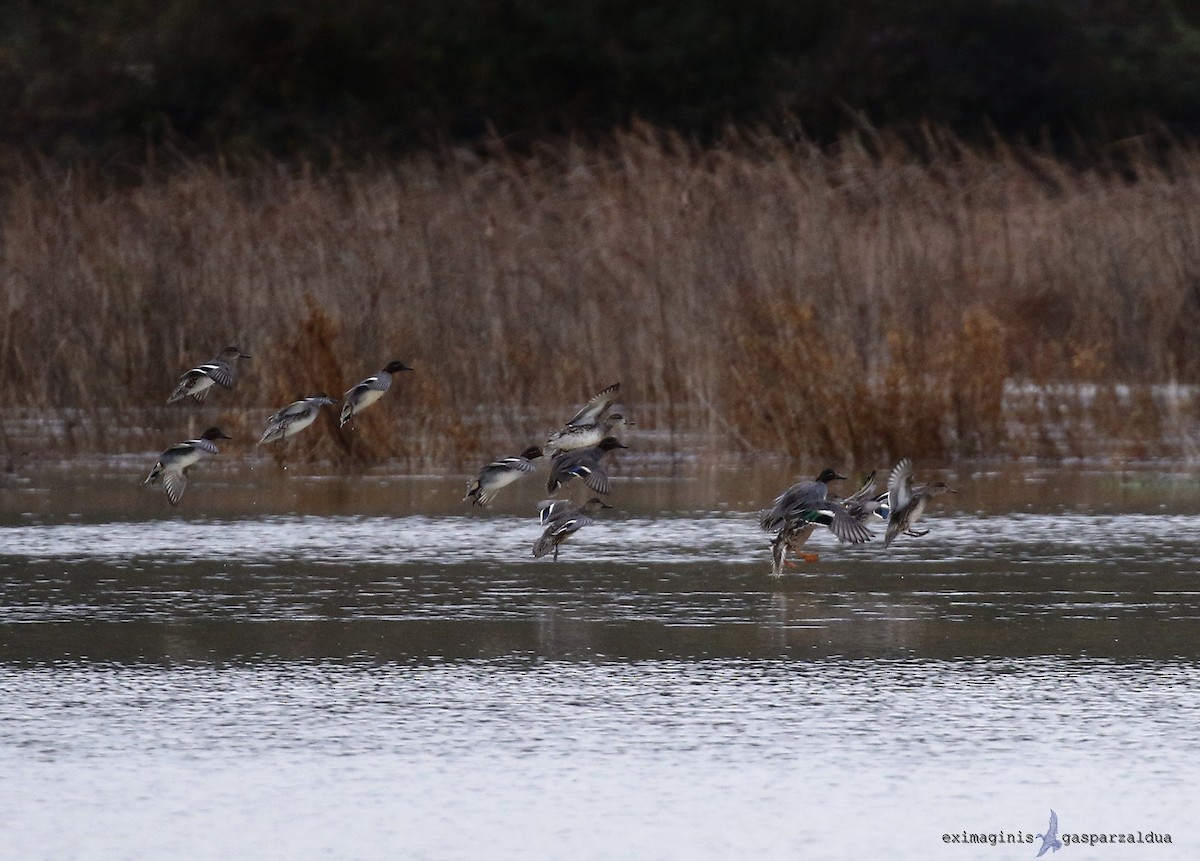 Green-winged Teal - ML613372617
