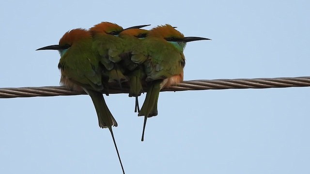 Asian Green Bee-eater - ML613372963