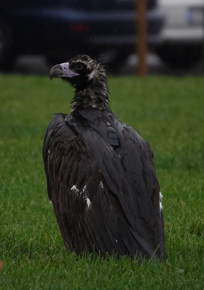 Cinereous Vulture - ML613373406