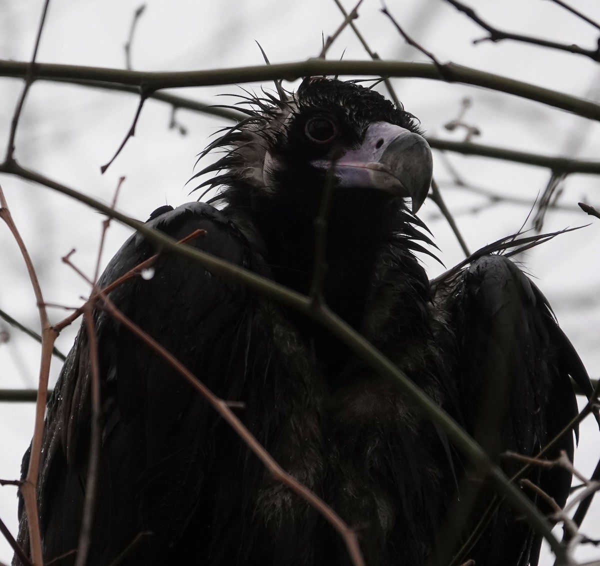 Cinereous Vulture - ML613373407