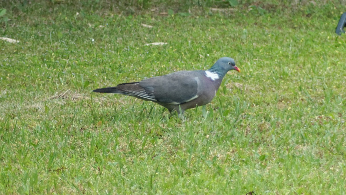 Common Wood-Pigeon - Jean-Marc  Gauche