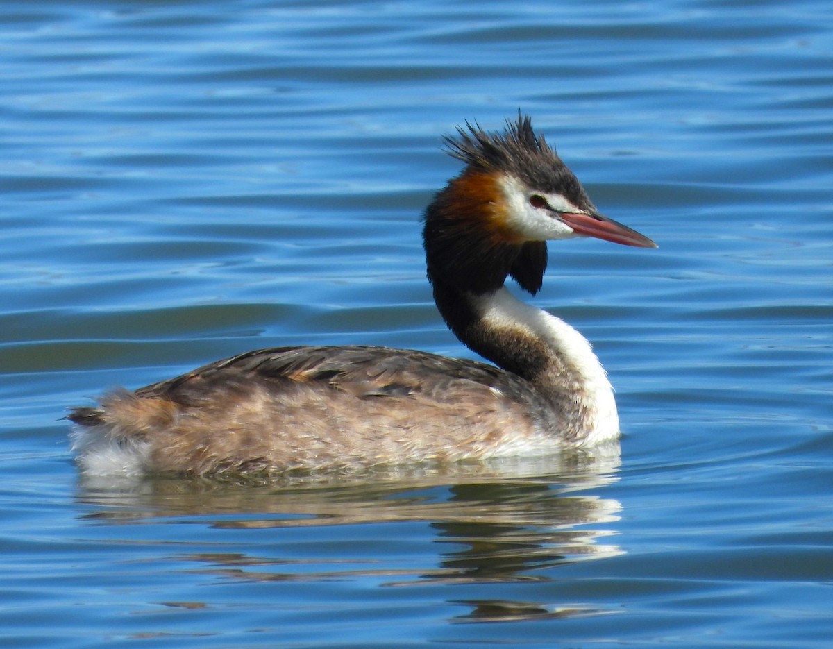 Great Crested Grebe - ML613373634