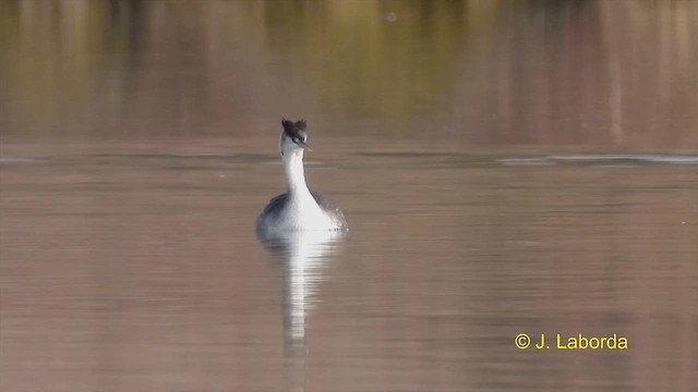 Great Crested Grebe - ML613373769