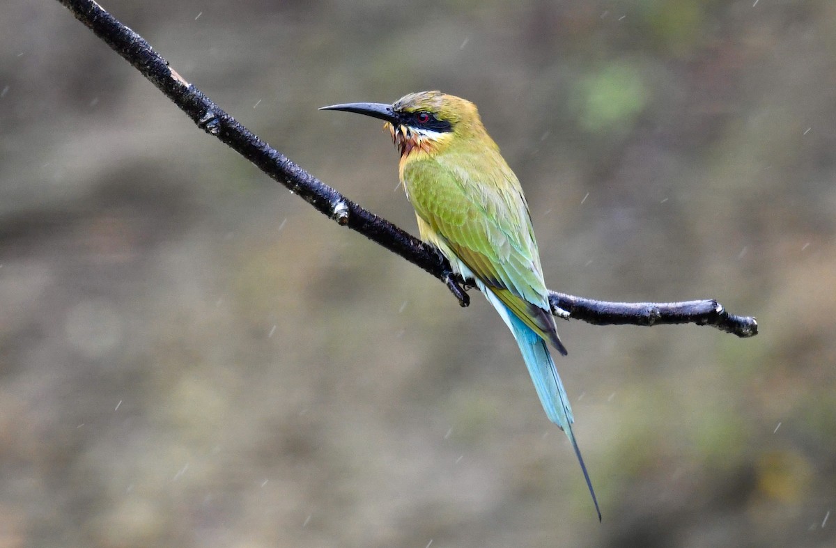 Blue-tailed Bee-eater - ML613374220