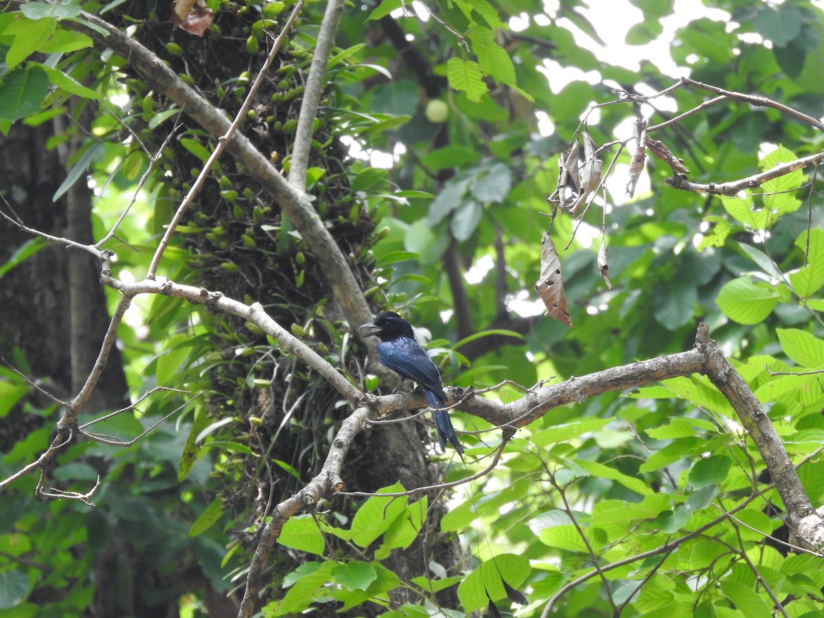 Greater Racket-tailed Drongo - ML613374334