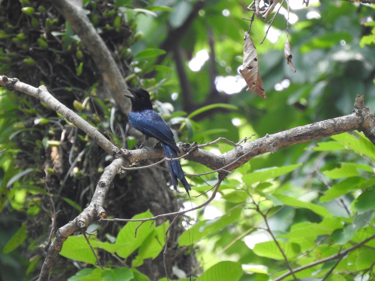 Greater Racket-tailed Drongo - ML613374335