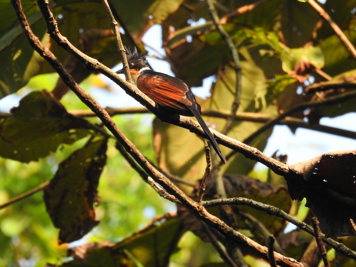 Chestnut-winged Cuckoo - ML613374488