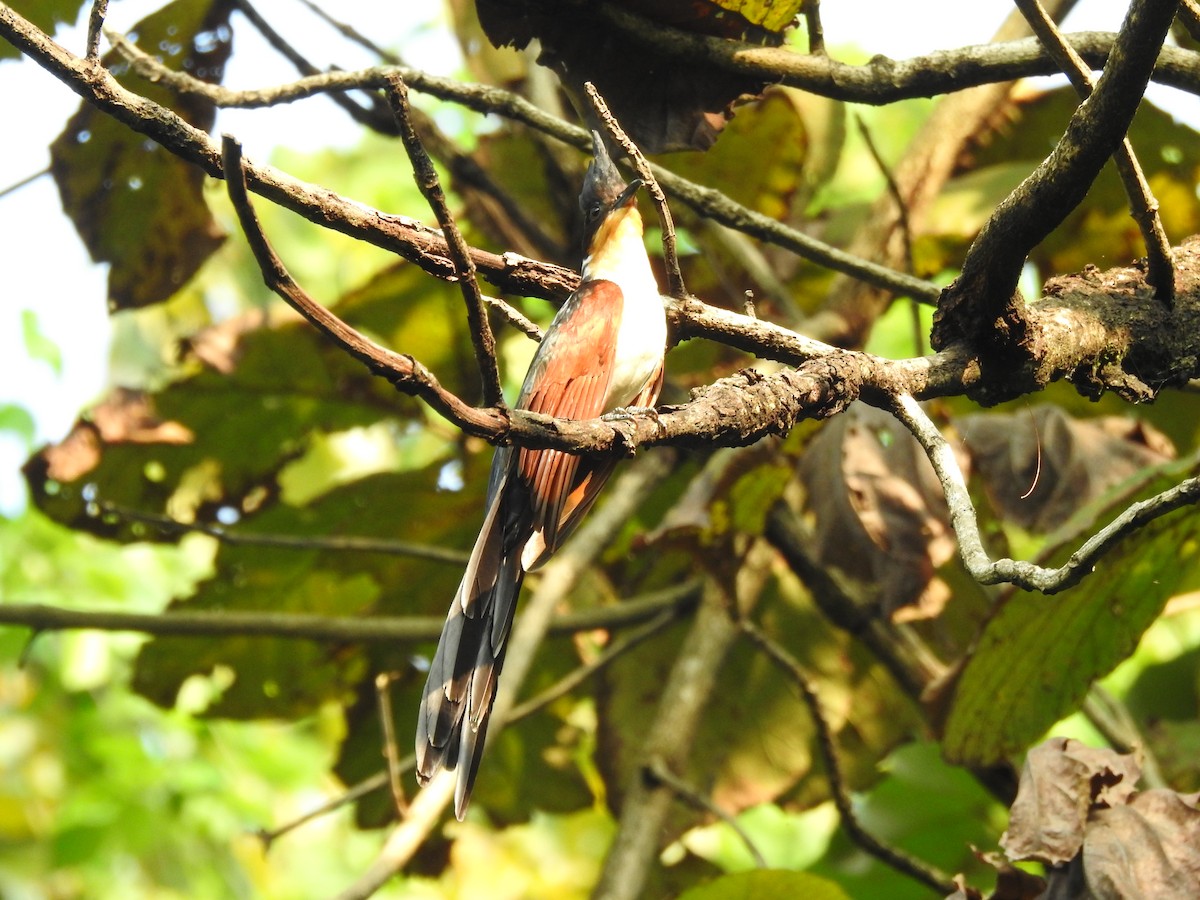 Chestnut-winged Cuckoo - ML613374496