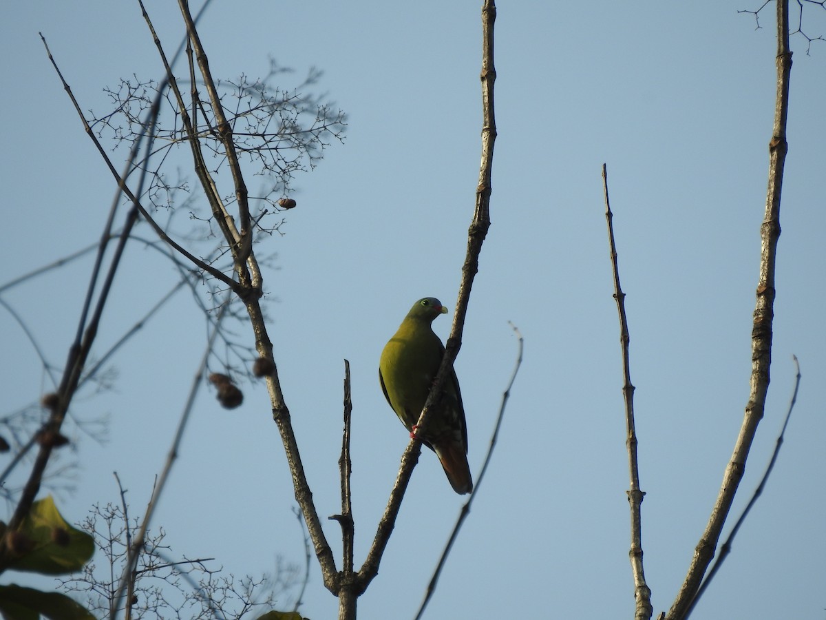 Thick-billed Green-Pigeon - ML613374510