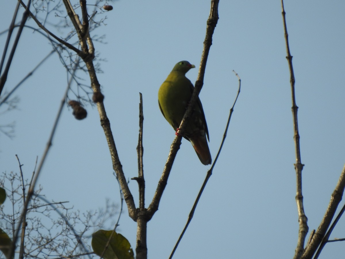 Thick-billed Green-Pigeon - ML613374511