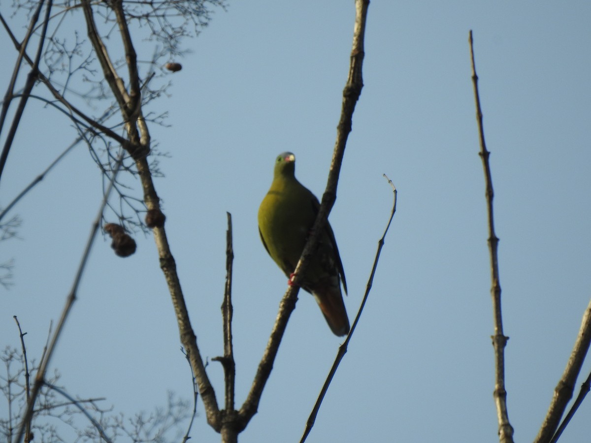Thick-billed Green-Pigeon - ML613374514