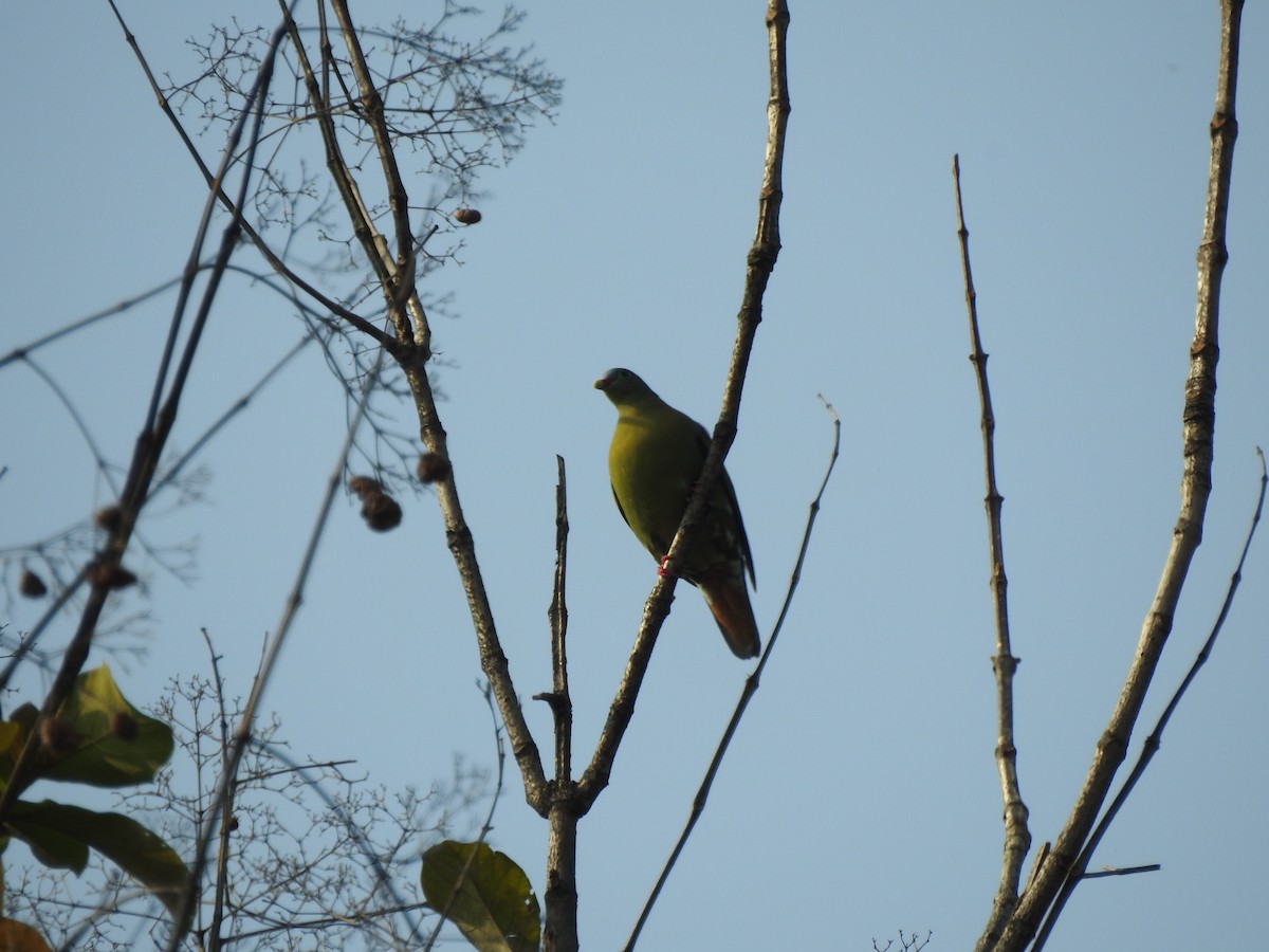 Thick-billed Green-Pigeon - ML613374515