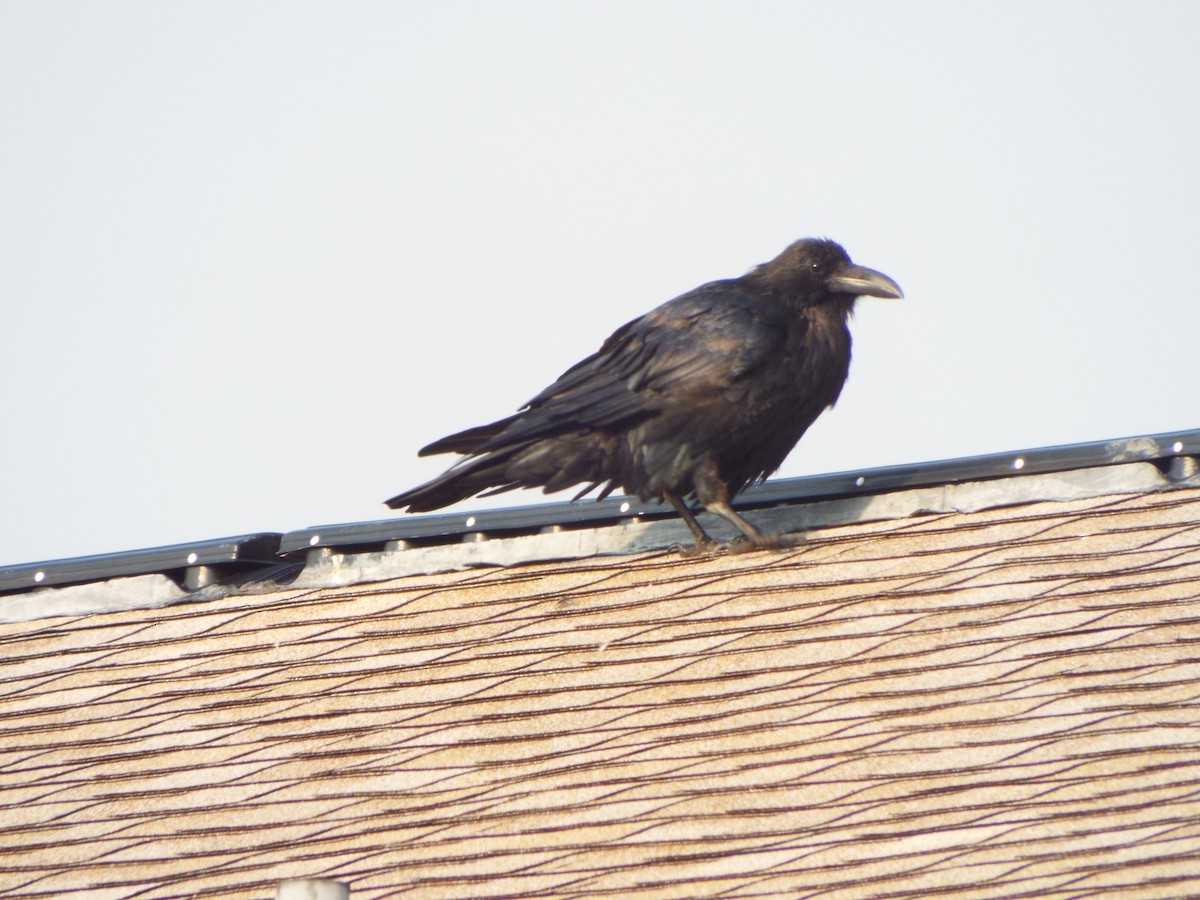 Common Raven - ML613374662