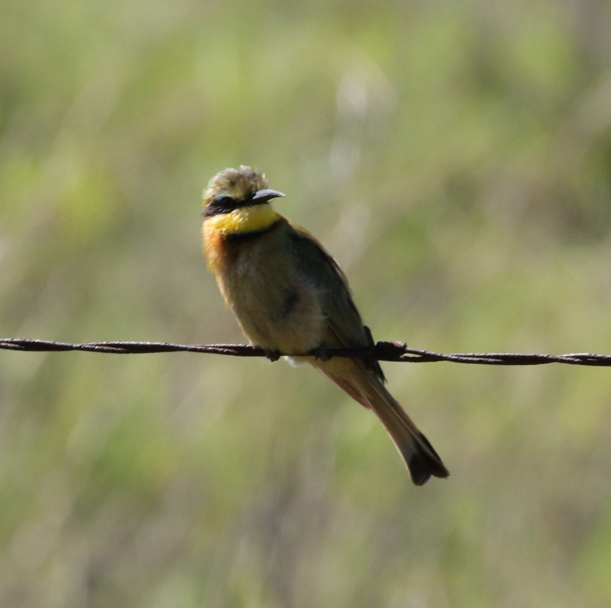 Little Bee-eater - Dawie de Swardt