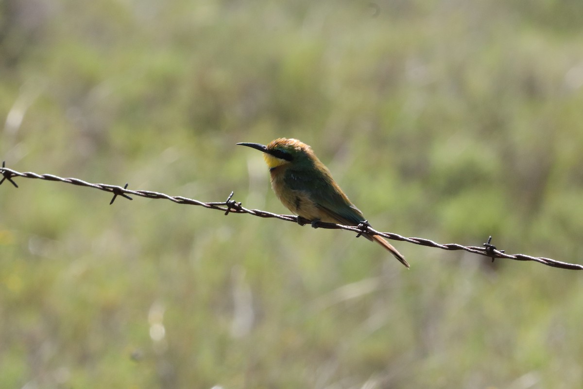 Little Bee-eater - ML613374819