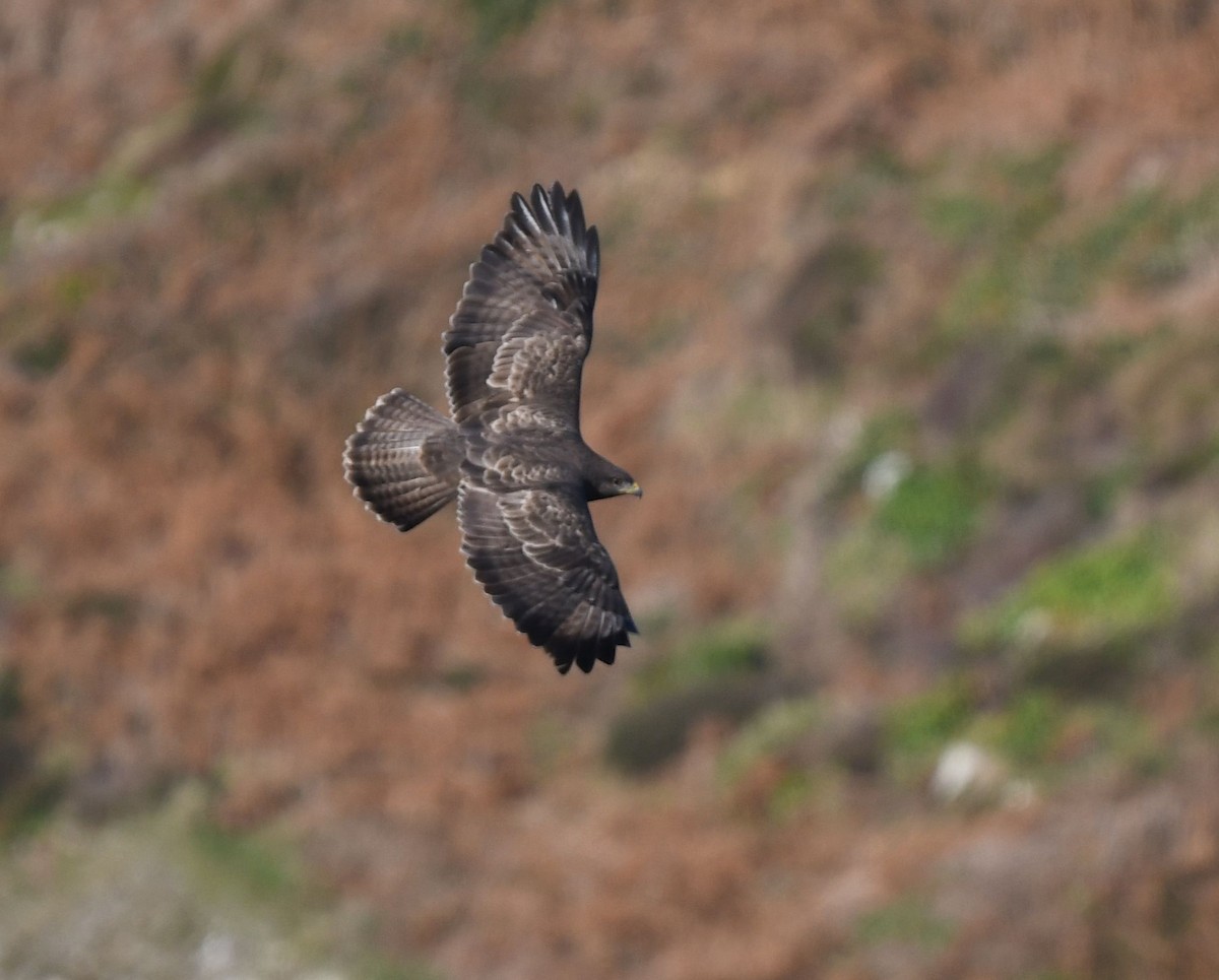 eBird Checklist - 7 Jan 2024 - Cot Valley - 30 species