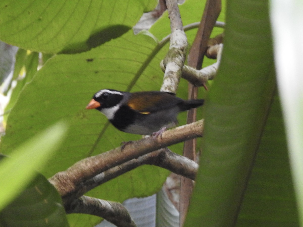 Orange-billed Sparrow - Victoria Vosburg