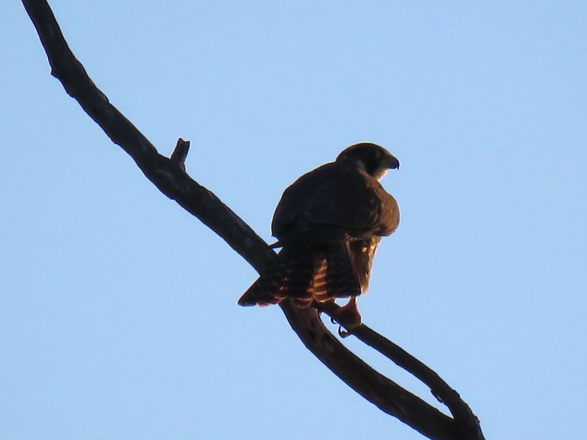 Peregrine Falcon (Mediterranean) - ML613375511